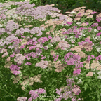 Colorado Yarrow Mix – 50 Seeds