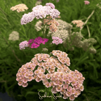 Colorado Yarrow Mix – 50 Seeds