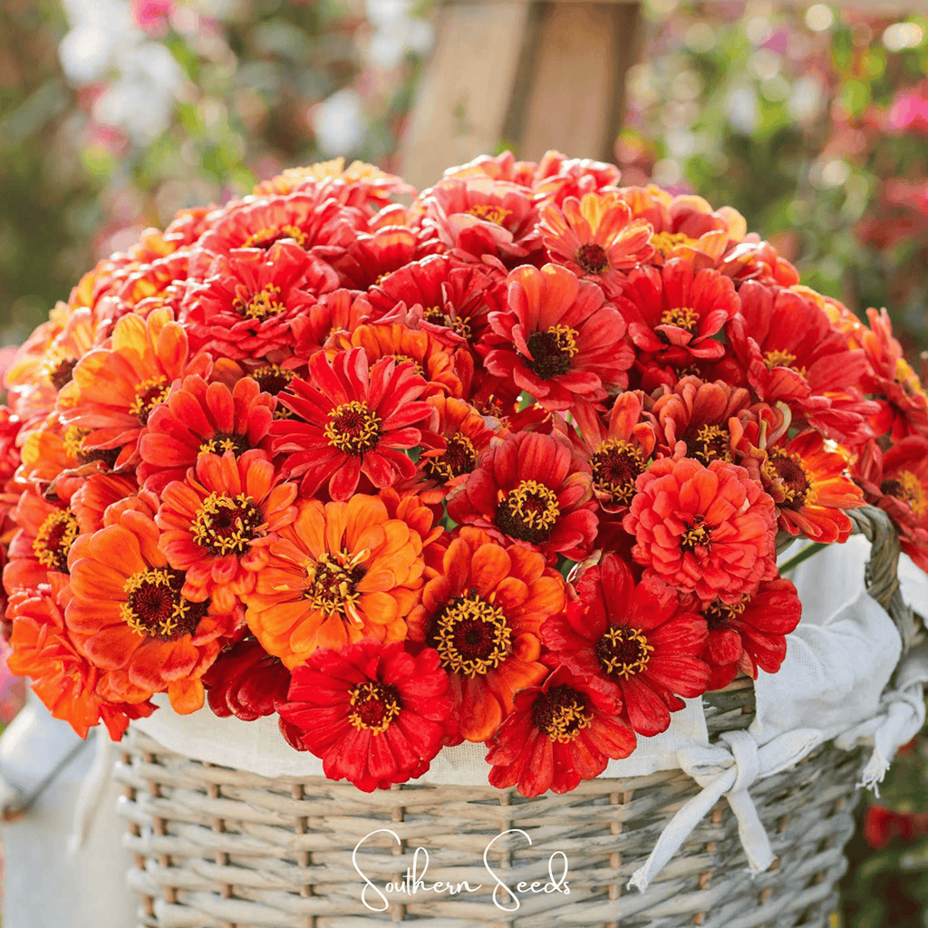 Oriole Zinnia – 50 Seeds