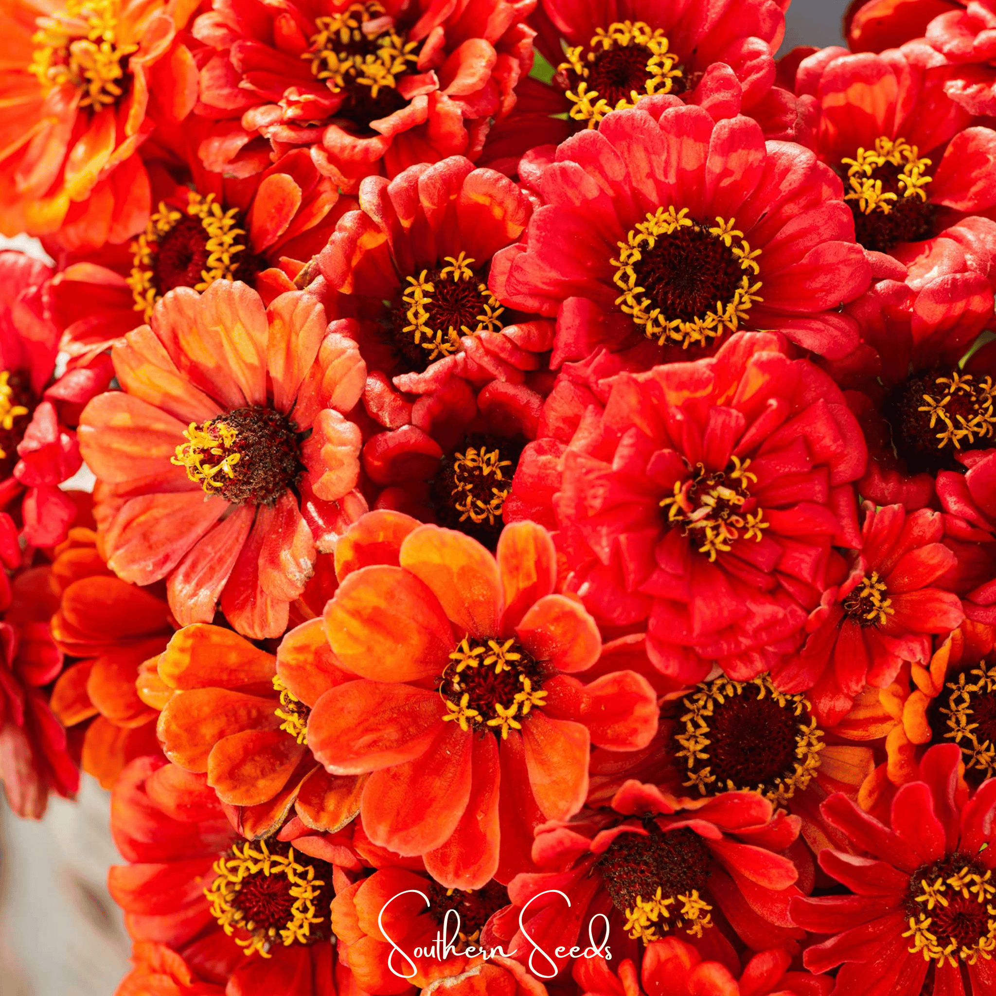 Oriole Zinnia – 50 Seeds