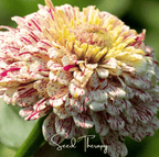Peppermint Stick Zinnia – 50 Seeds