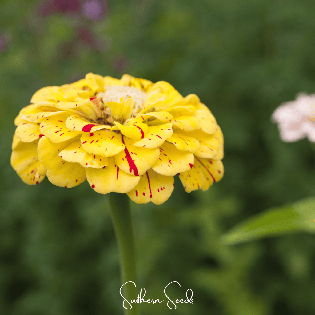 Peppermint Stick Zinnia – 50 Seeds